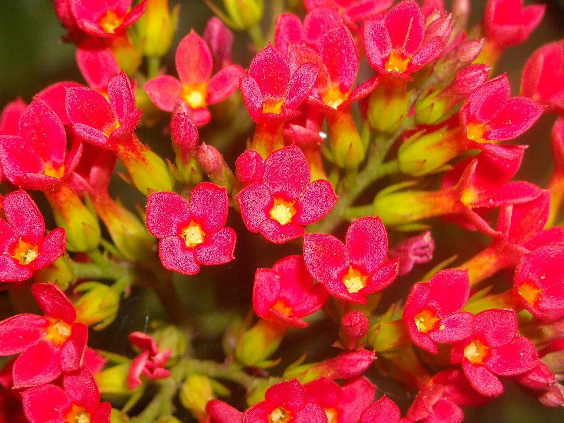 Kalanchoe a její pěstování - nechte rozkvést váš balkon! - Krasnezeny.eu