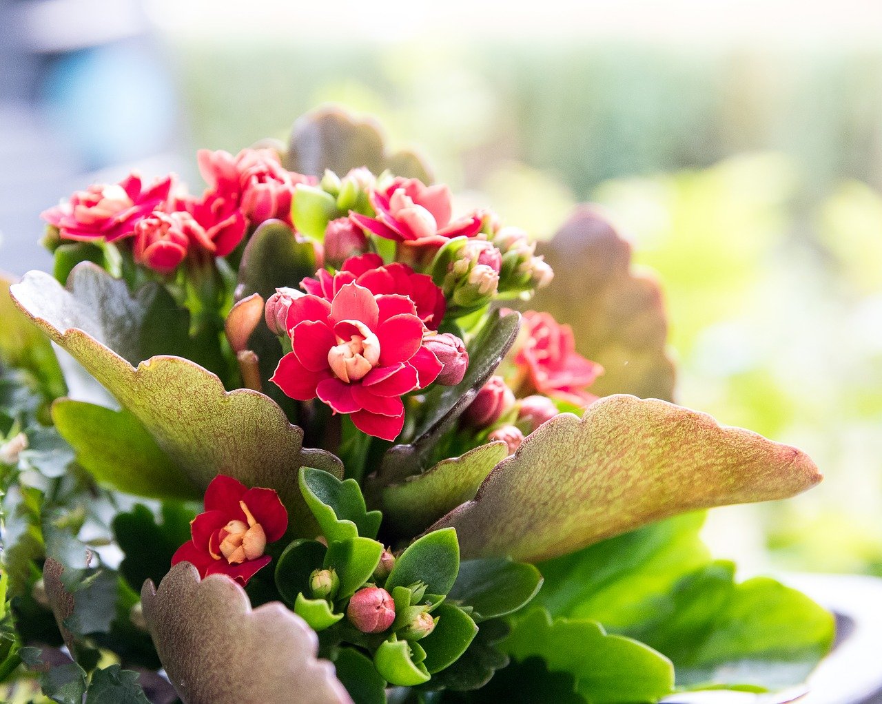 Колонхолия цветок. Каланхоэ цветок. Каланхоэ (Kalanchoe). Каланхоэ Блоссфельда Суккуленты. Цветущая каланхоэ.