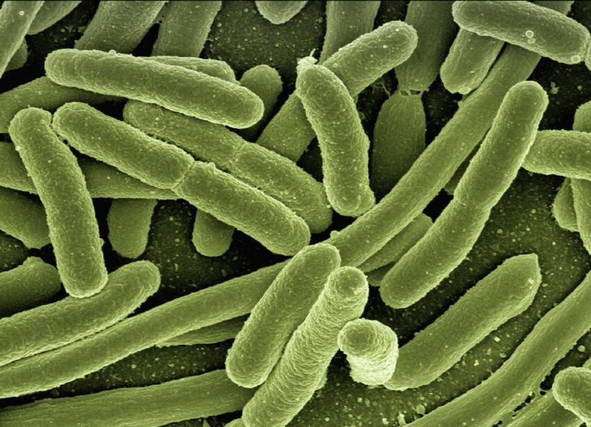 bakterie-koli