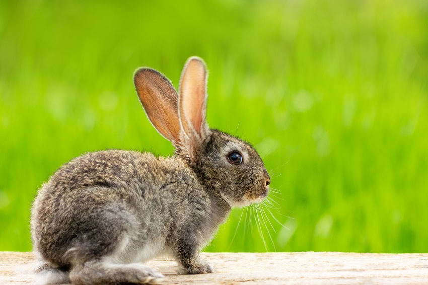 Portrait of a cute fluffy gray rabbit with ears on a natural green background
