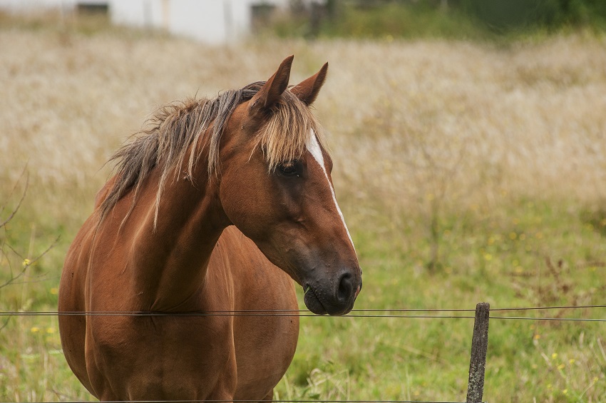 Closeup shot of a beautiful brown horse with a noble look standing on the field