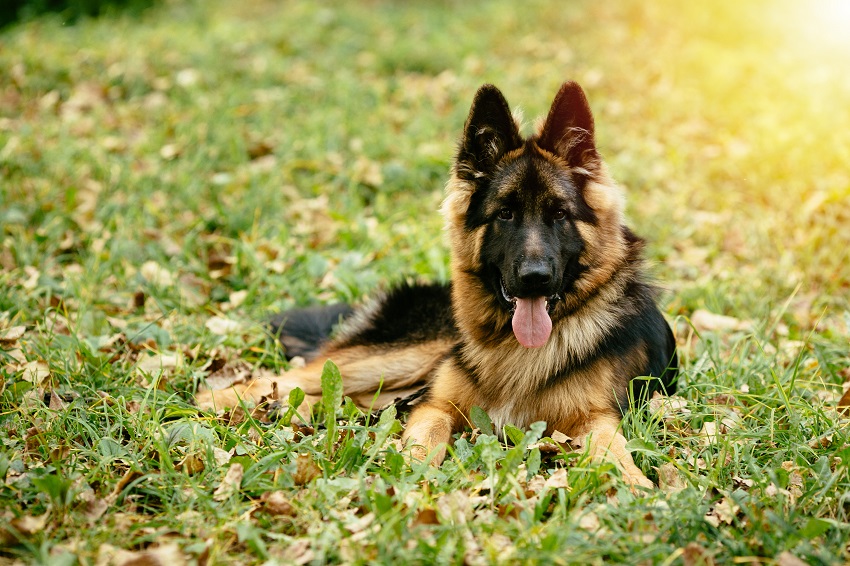 Dog German Shepherd lying on grass in park