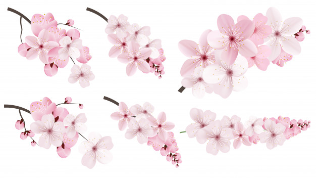 dark-light-pink-sakura-flowers_88211-732