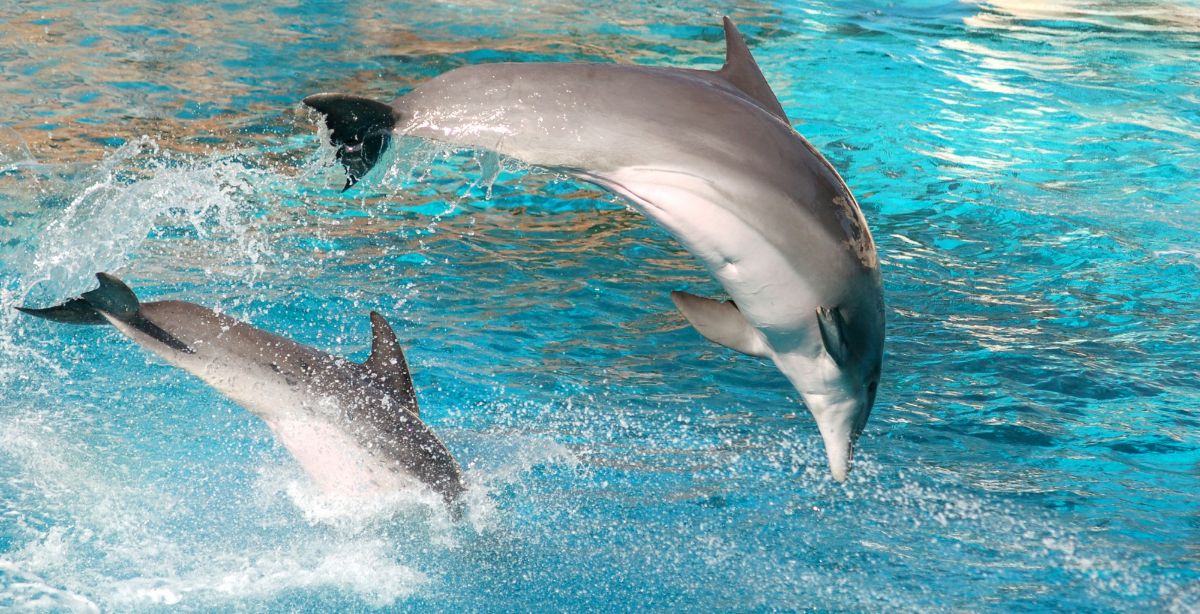 delfin-skace