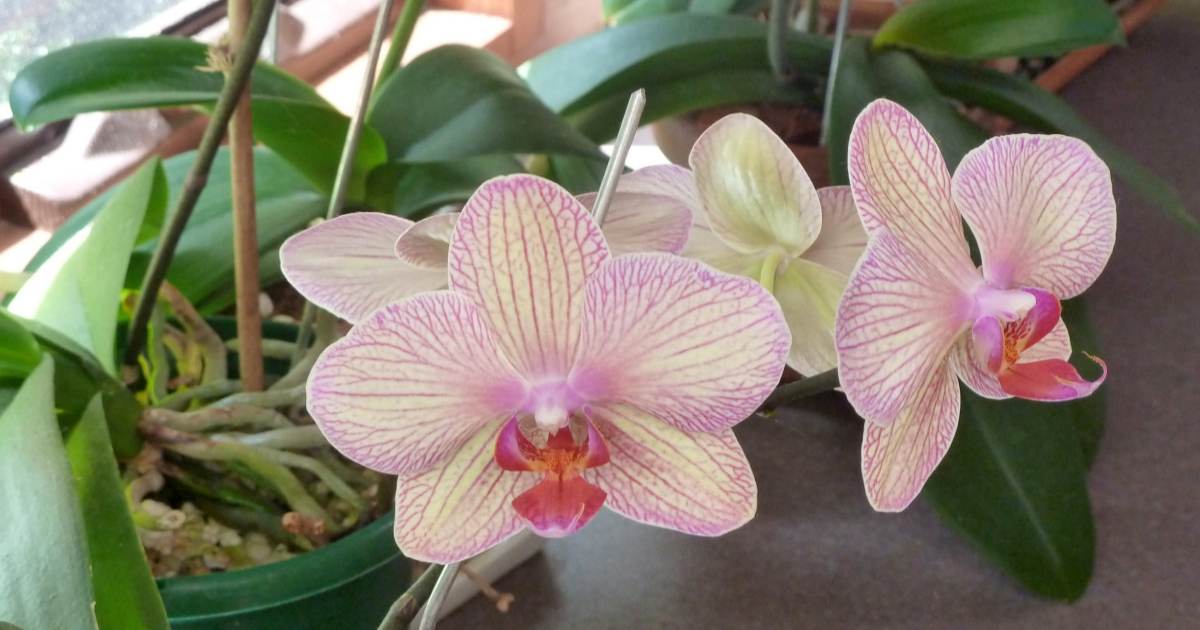 orchidej-doma-kvetinac