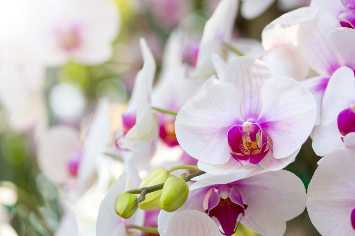 orchidej-kvete