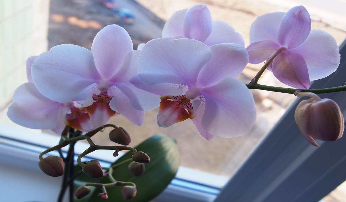 orchideje-pestovani-parapet