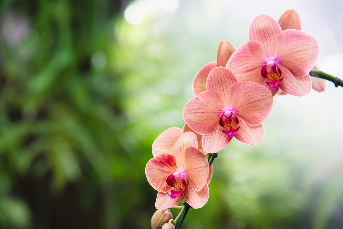 rostlina-orchidej
