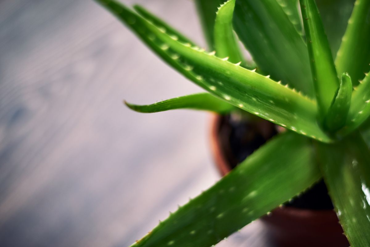 aloe vera