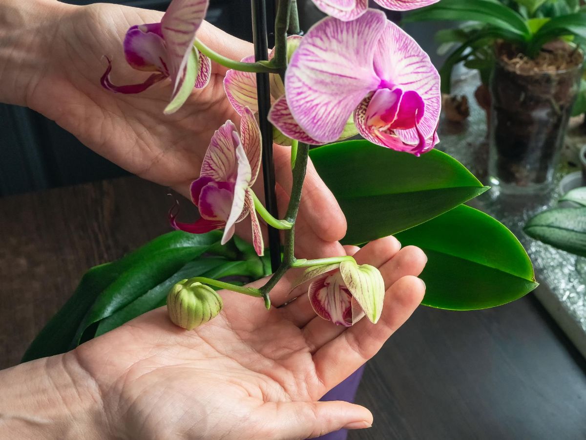 orchidej-parapet