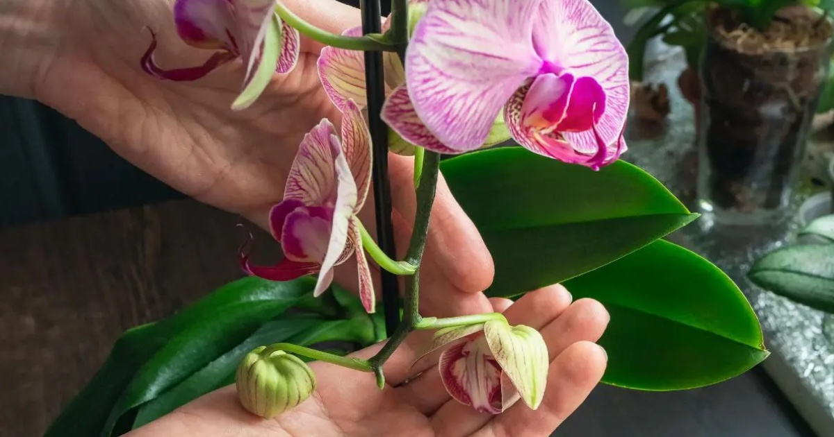 orchideje-na-parapetu